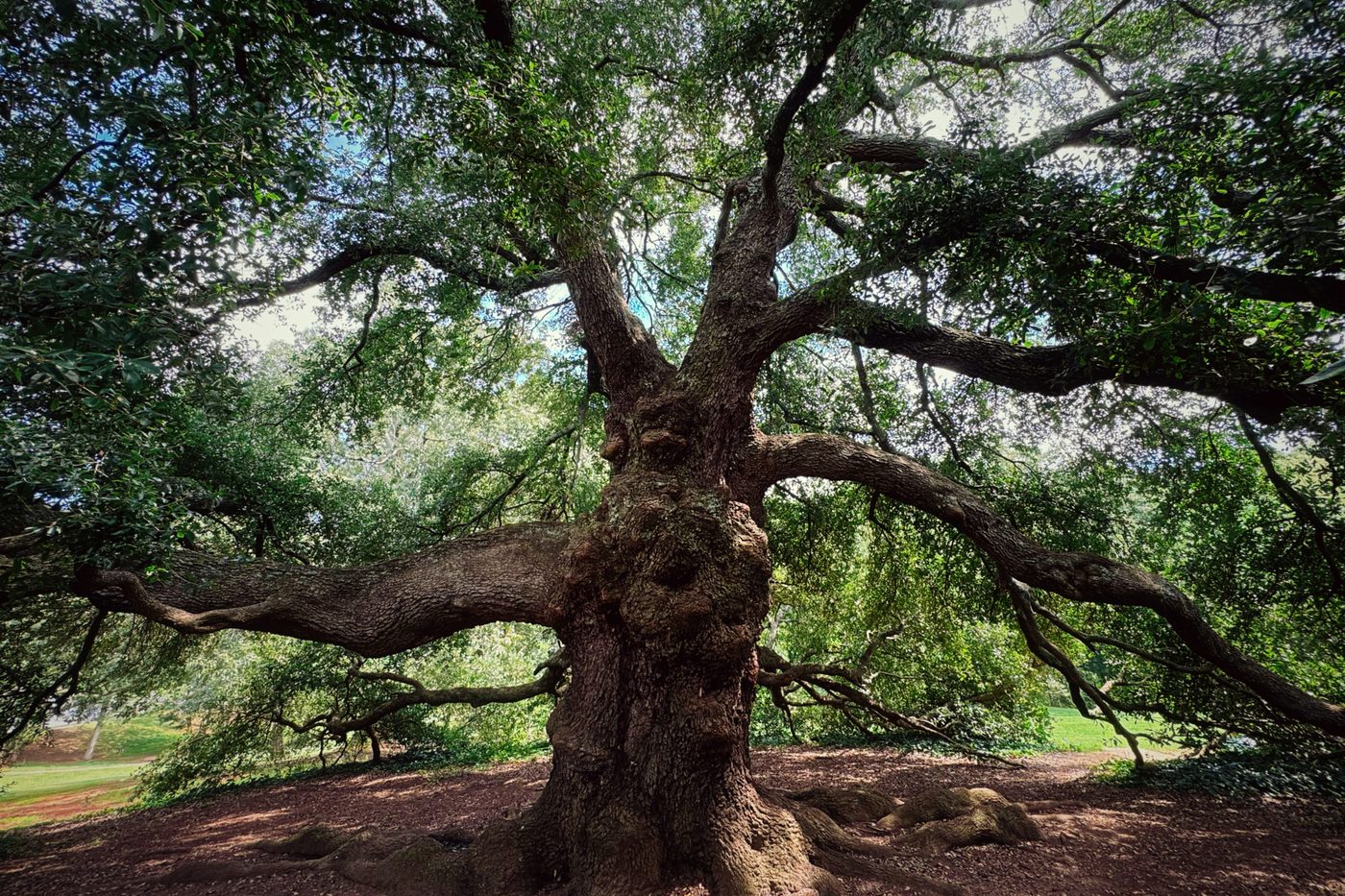 A broad old oak with low spreading limbs